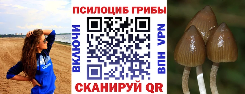 Псилоцибиновые грибы Cubensis  Купить где  Суджа 
